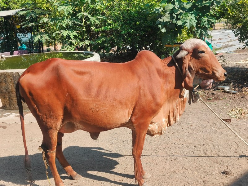 ગાય