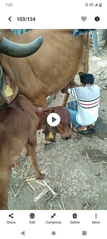 ગાય વેચવાની છે