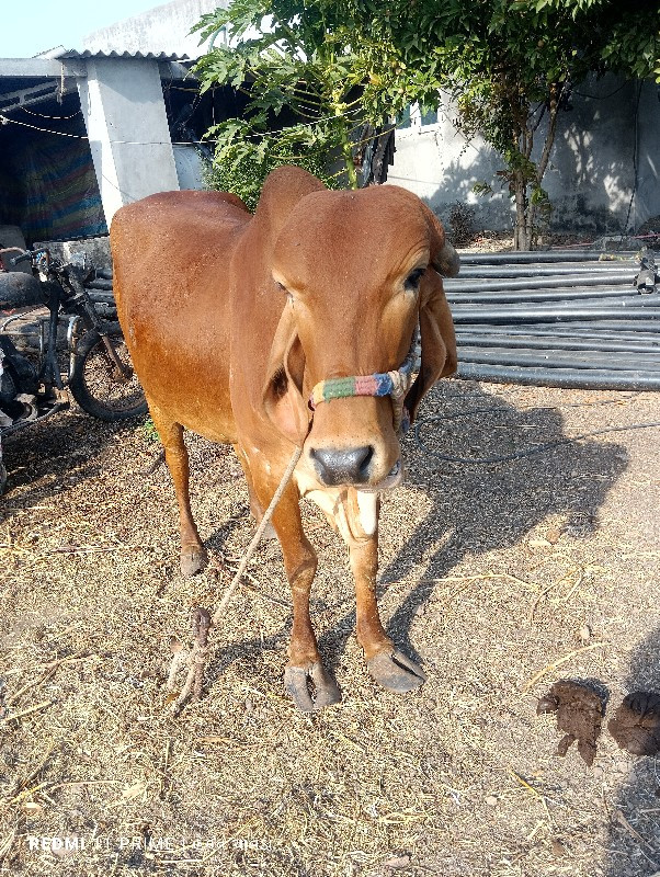 પેલુ વેતર સાત મ...