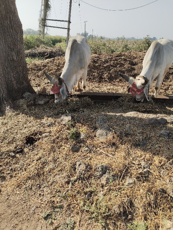 વઢીયારા ગોડલા વ...