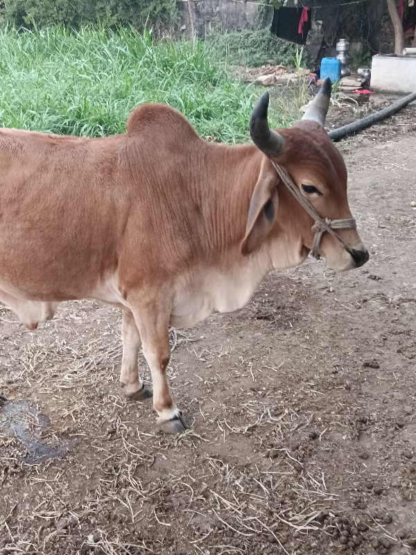 ગોદલો વેચવાનો છ...