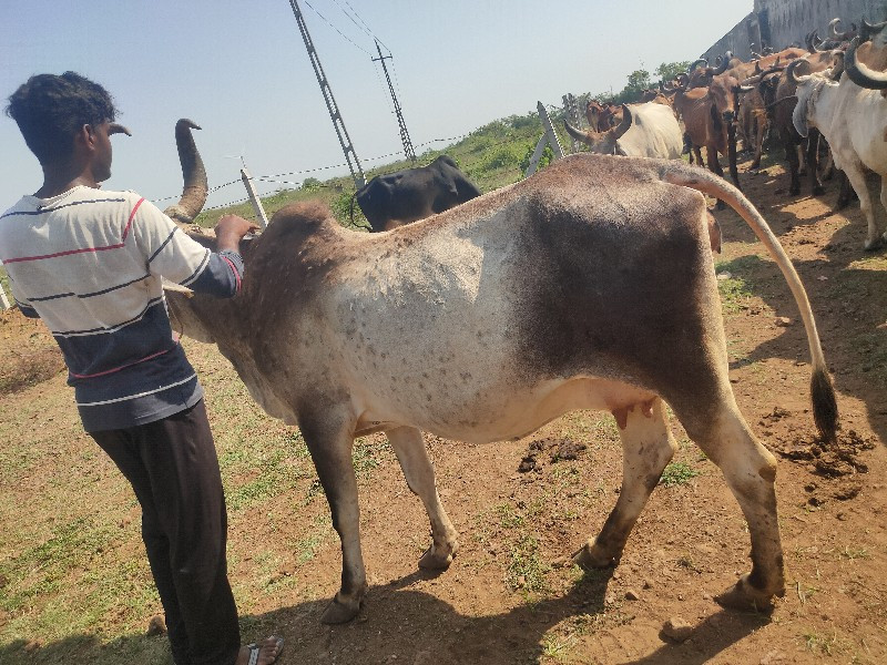 ગાય વેચવાની છે...