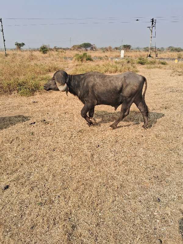 પાડો વેચવાનો છે