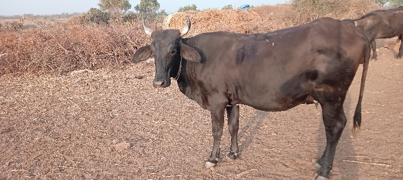 હોળકી વેચવાની છ...