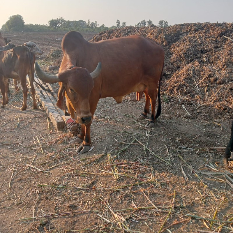 ગાયવેચવાનીછે