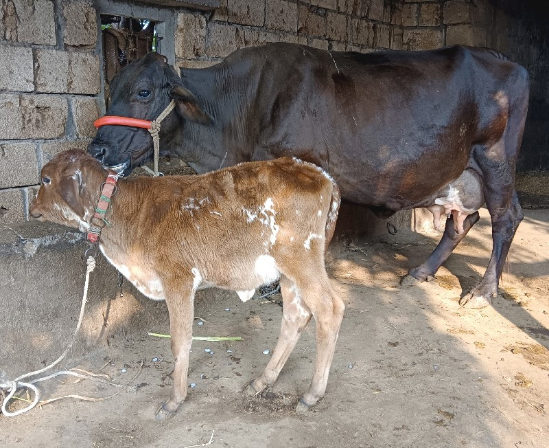 HF એસ એફ ગાય વે...