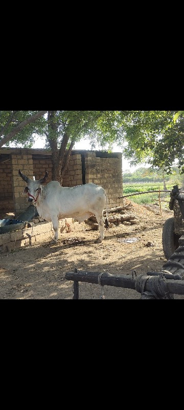 આ ગોઢલા ની જોડ...