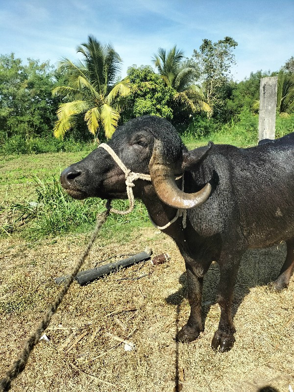 જાફાબાદ