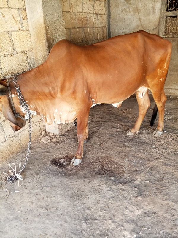 ગાય વેચવાની છે