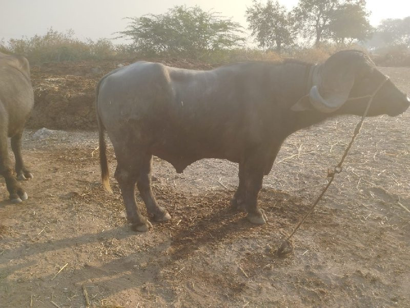 પાડો ૧ વાળો પૂર...