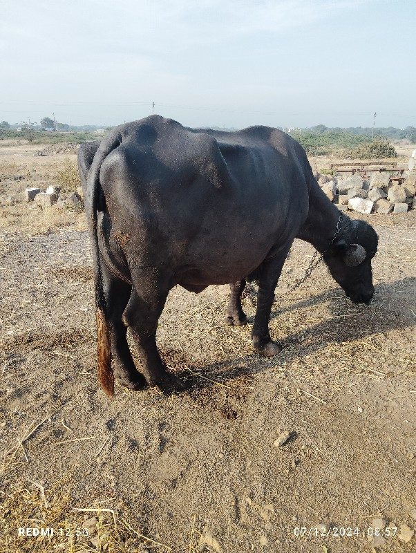 બે ભેંસ વેચવાની...