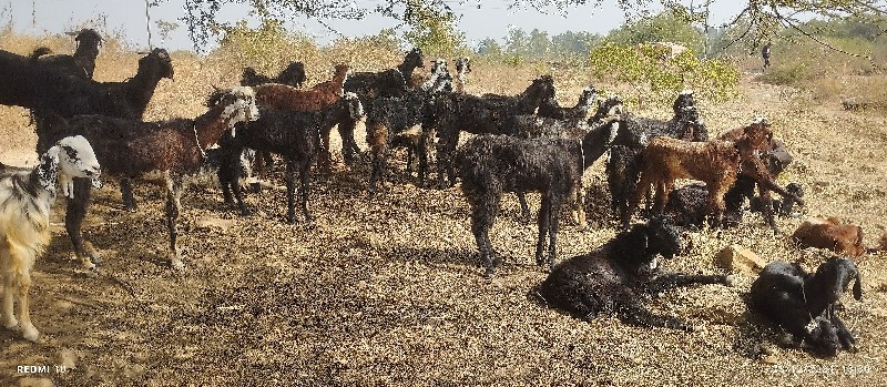 Bakra basavana...