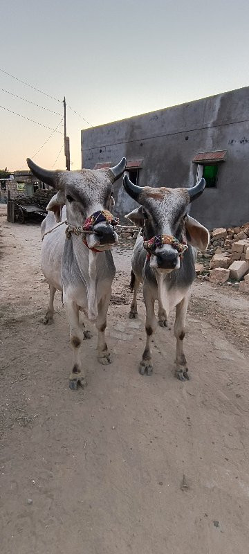 ગોઢલા વેચવાના છ...