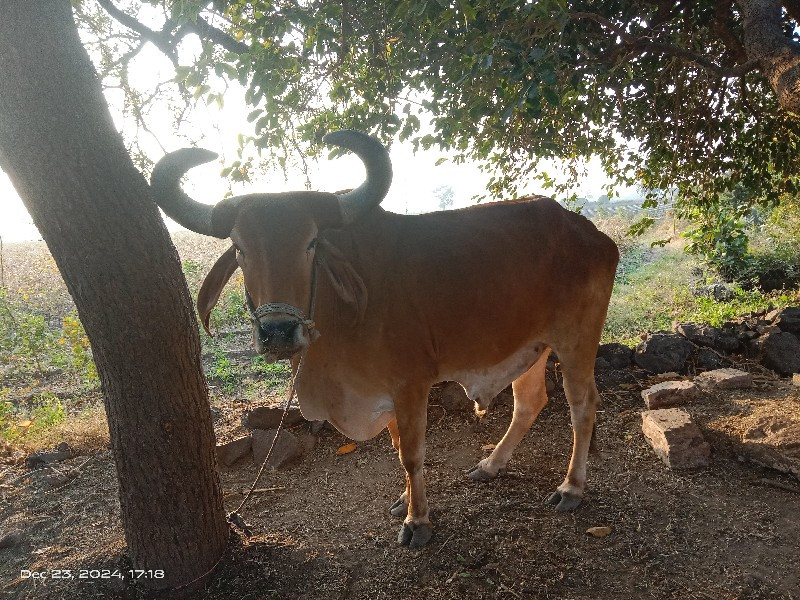 બળદ