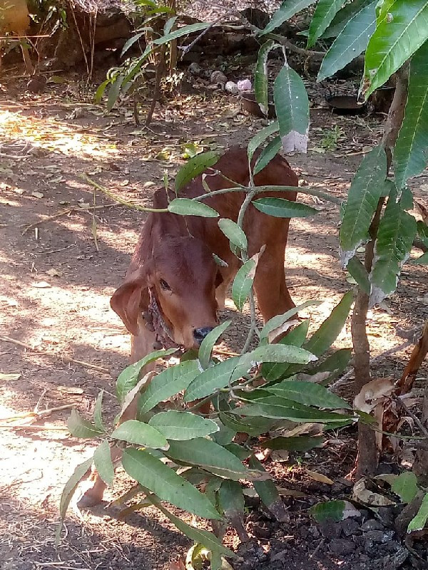 ગાય 🐄