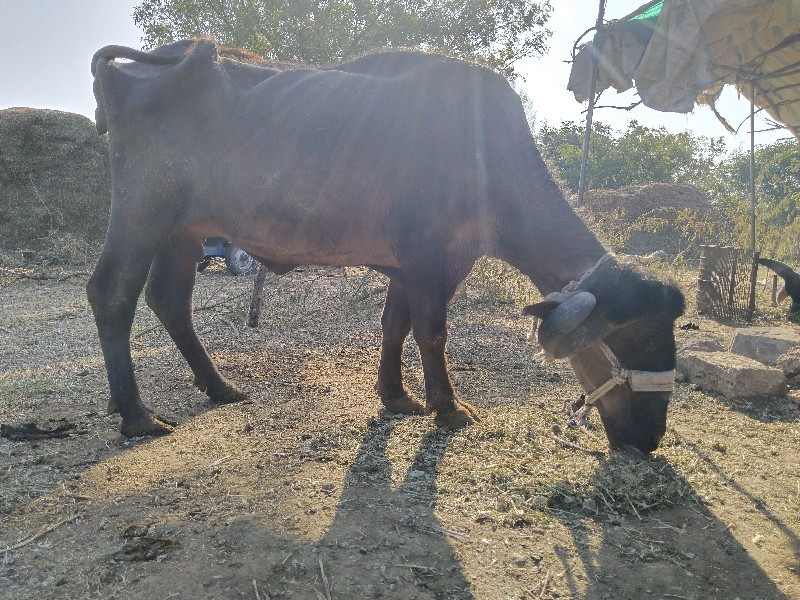 ભેંશ વેસવા ની સ...