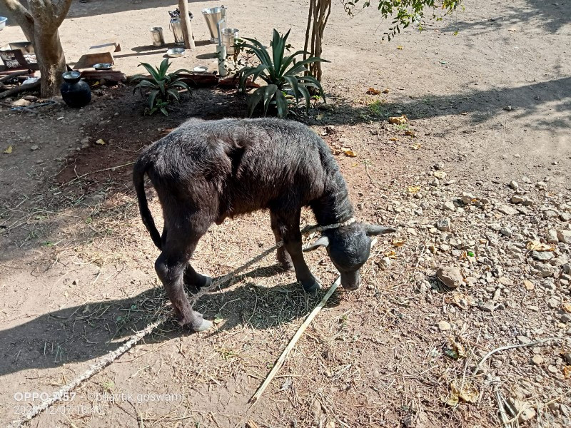 ભેસ‌ વેચવાની છે