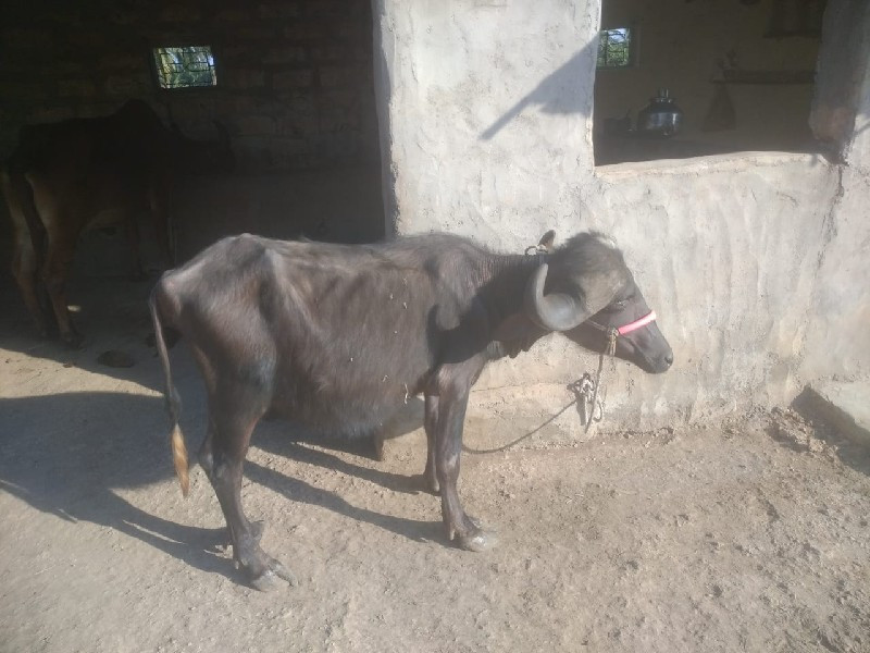 જાફરાબાદી