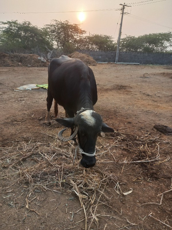 સારી છે