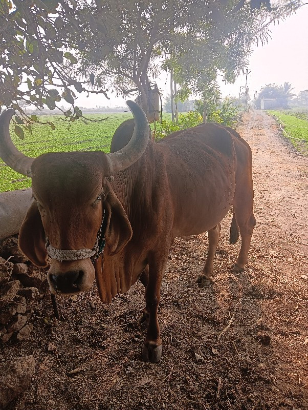 ગાય વેચવાની છે...