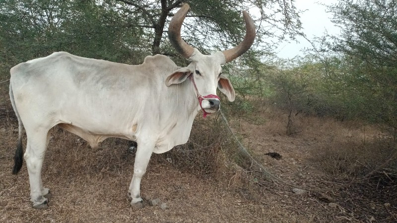 બળદ વેચવાનો છે