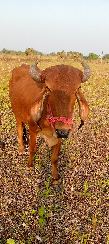 ગોઢલા વેચવાના છ...