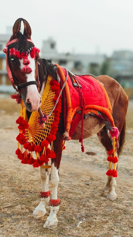 આ ઘોડી તાત્કાલિ...