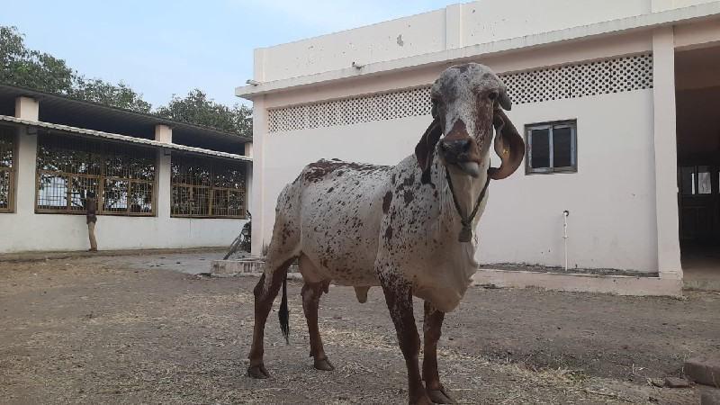 ગાય વેચવાની છે.