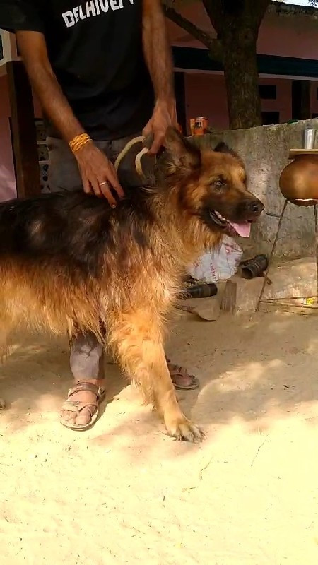 gsd male long c...