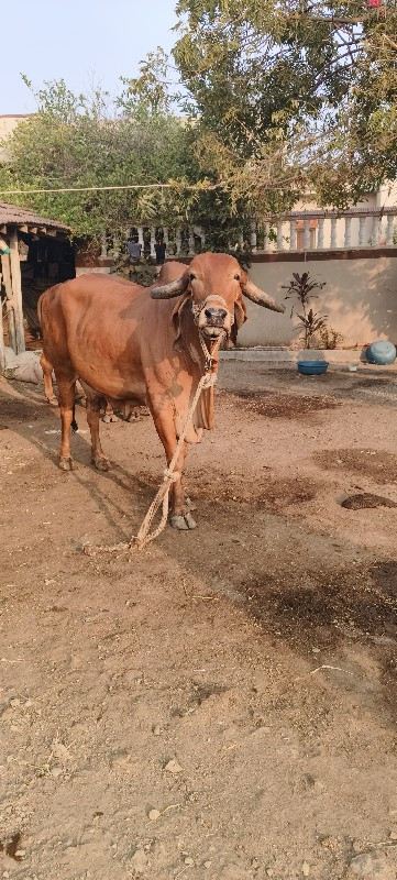 ગાય વેચવાની છે.