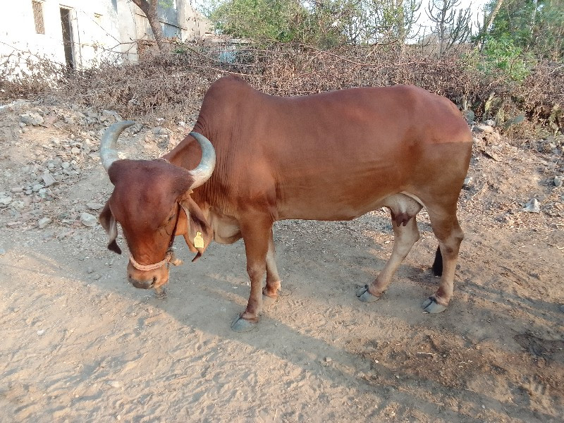 ગાય વેચવાની છે