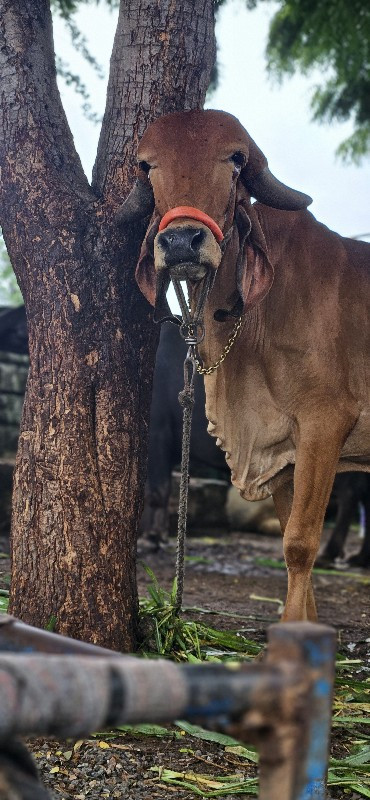 ગાય વેચવાની છે