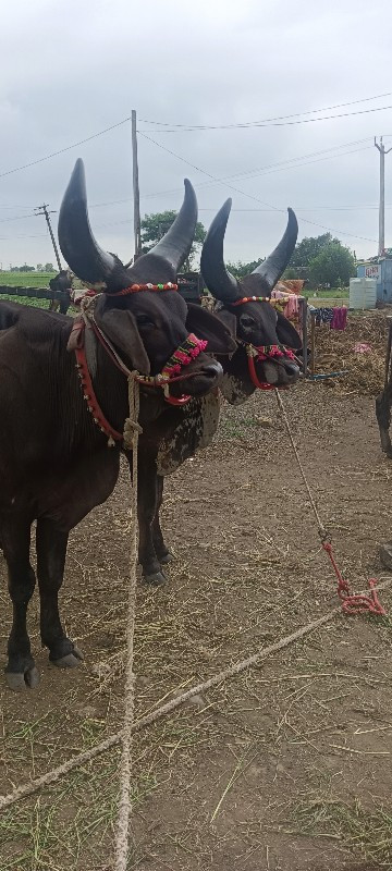 ઝાલા પુરા થાકી...