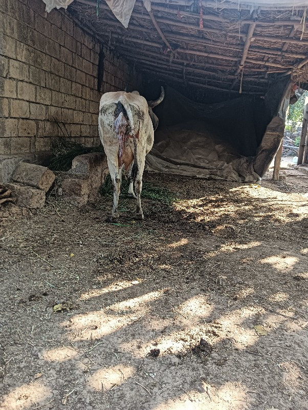 ગાય વેચવાની છે