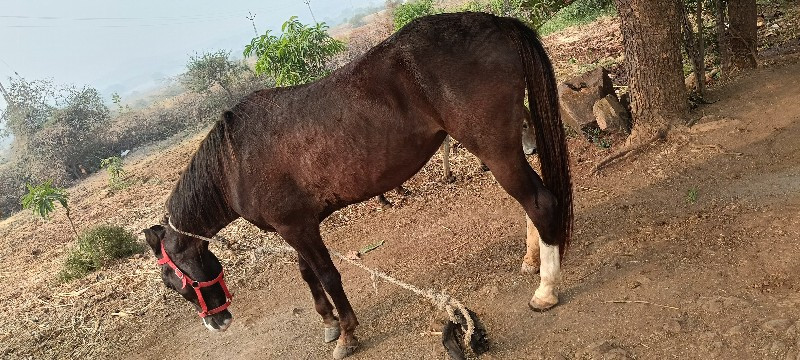 ઘોડી વેસવાની છે