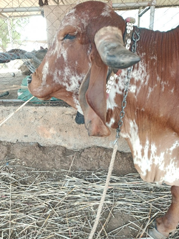 ગાય દેવાની છે