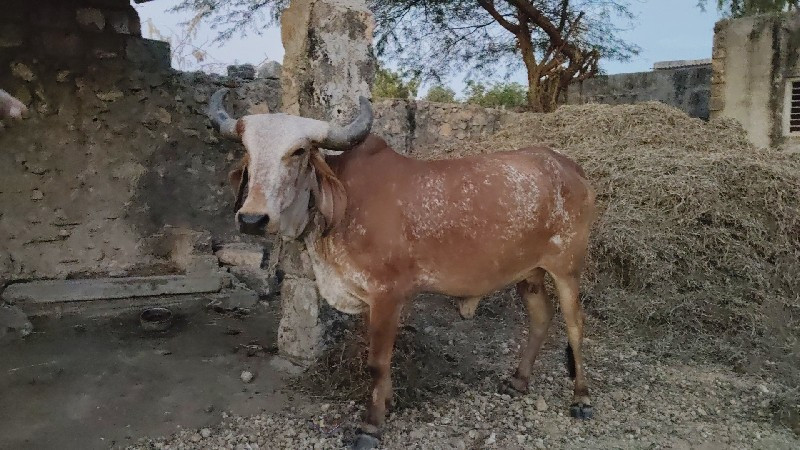 ગિર હોડકી વેચવા...