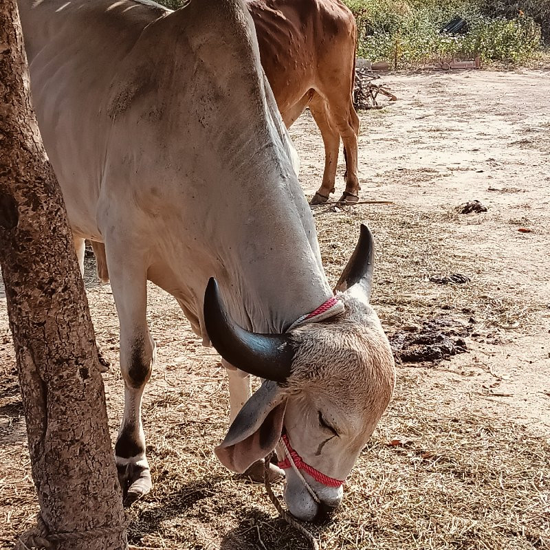 ગોઢલો વેસવાનો છ...