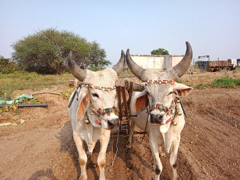 બળદ વેચવાના છે