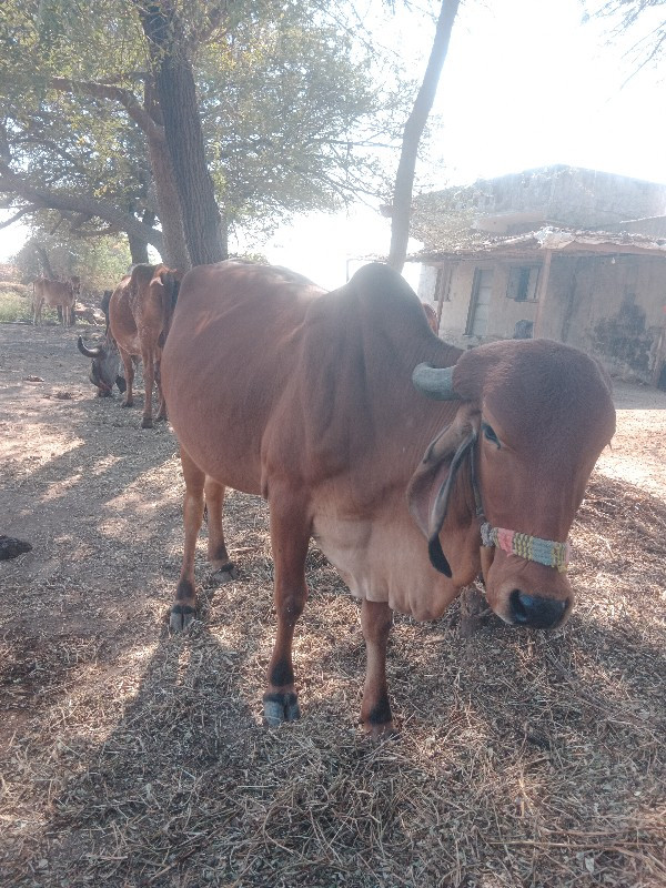 ગીર ગાય