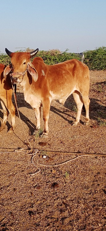 જિલ્લો દેવભૂમિ...