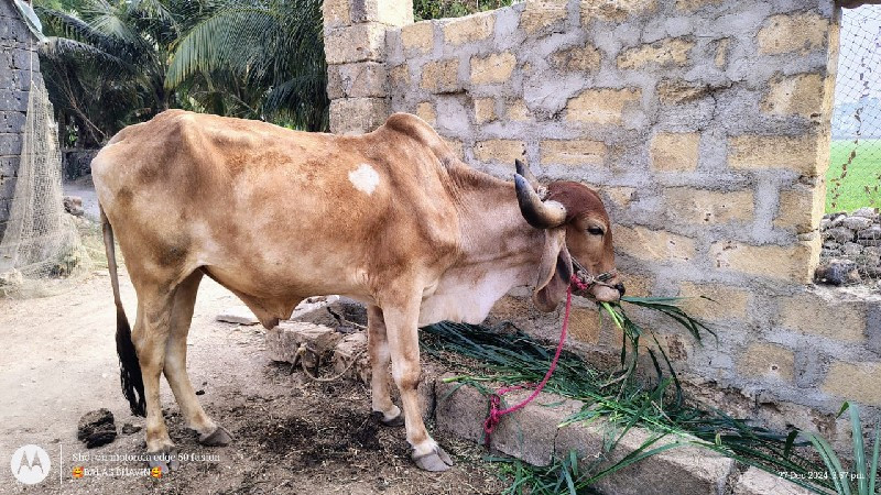 બળદ વેચવાના છેં