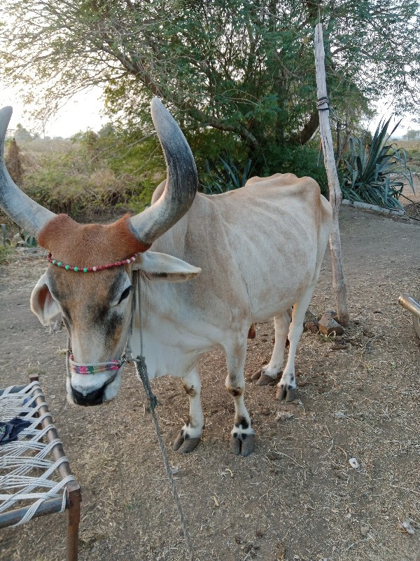 બળદ વેચવાનો છે