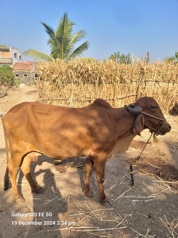 ગાય વેચવાની છે...