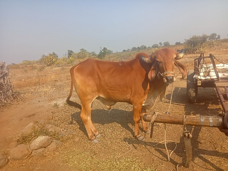 प्रोग्राम हसनपु...