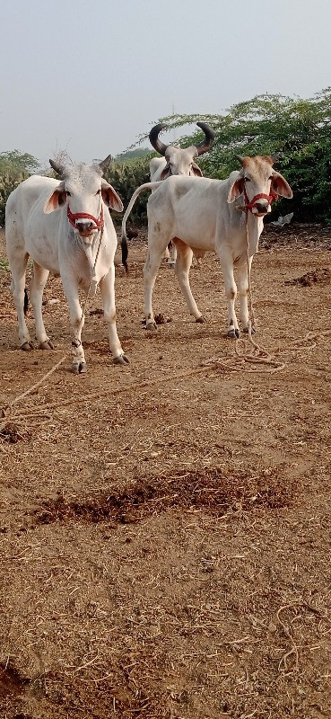 જિલ્લો દેવભૂમિ...