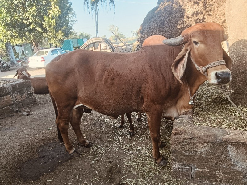 ગીર ગાય