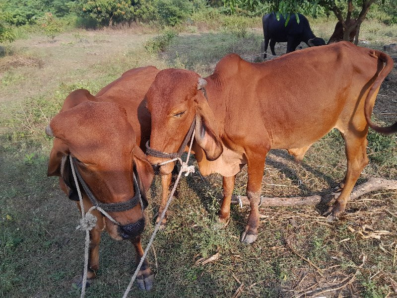 ગોધલા વેસવાના સ...