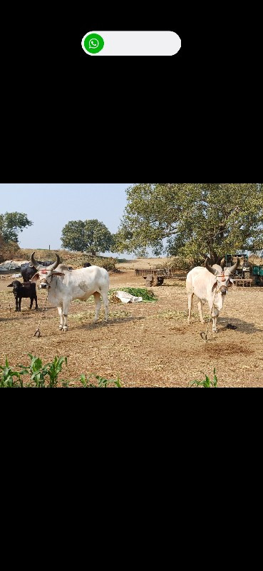 વેચવાના છે