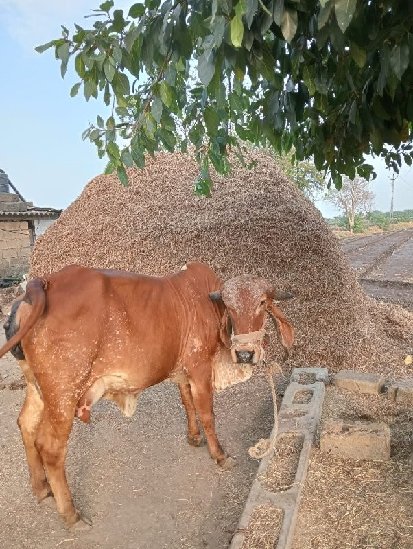 ગીર ગાય વેચવાની...